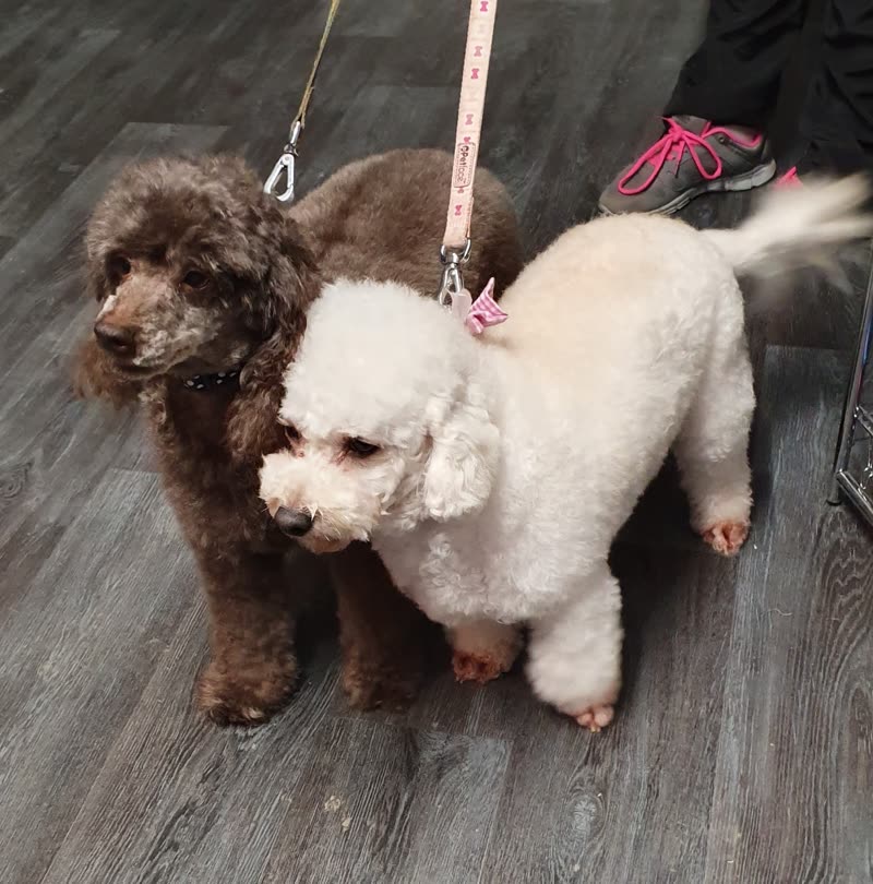 Two freshly groomed poodles, one white and one chocolate brown, on the salon floor
