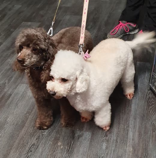 A freshly groomed white poodle standing beside a chocolate brown poodle on the salon floor