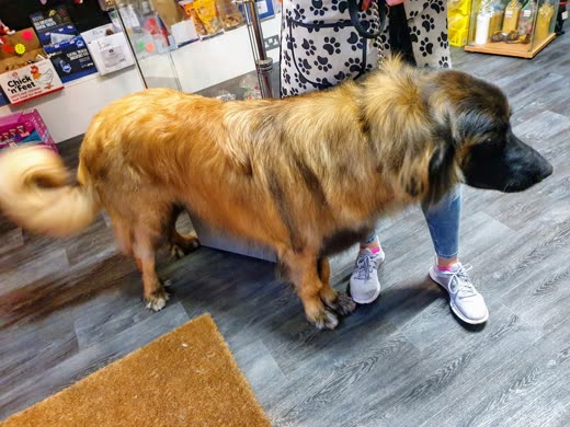 A long-coated tan and black dog standing side-on after a full-body groom, legs cropped out
