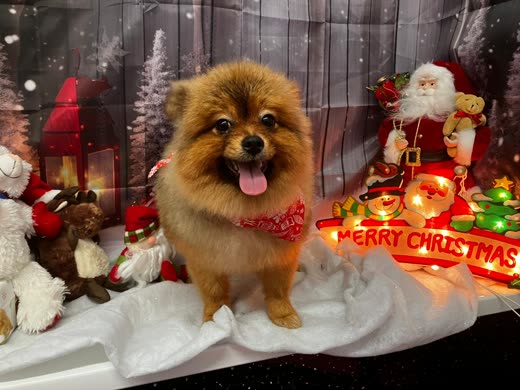 A fluffy orange Pomeranian in a red bandana, tightly cropped to the dog